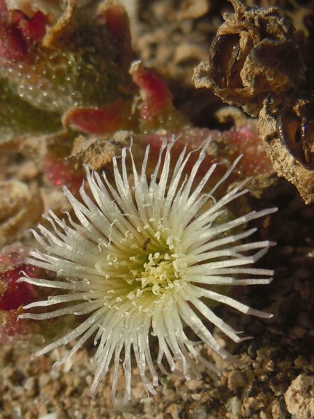 piante succulente - Mesembrianthemum  sp.
